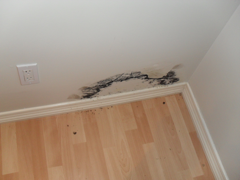 How Fast Can Mold Grow On Wet Carpet Carpet Points